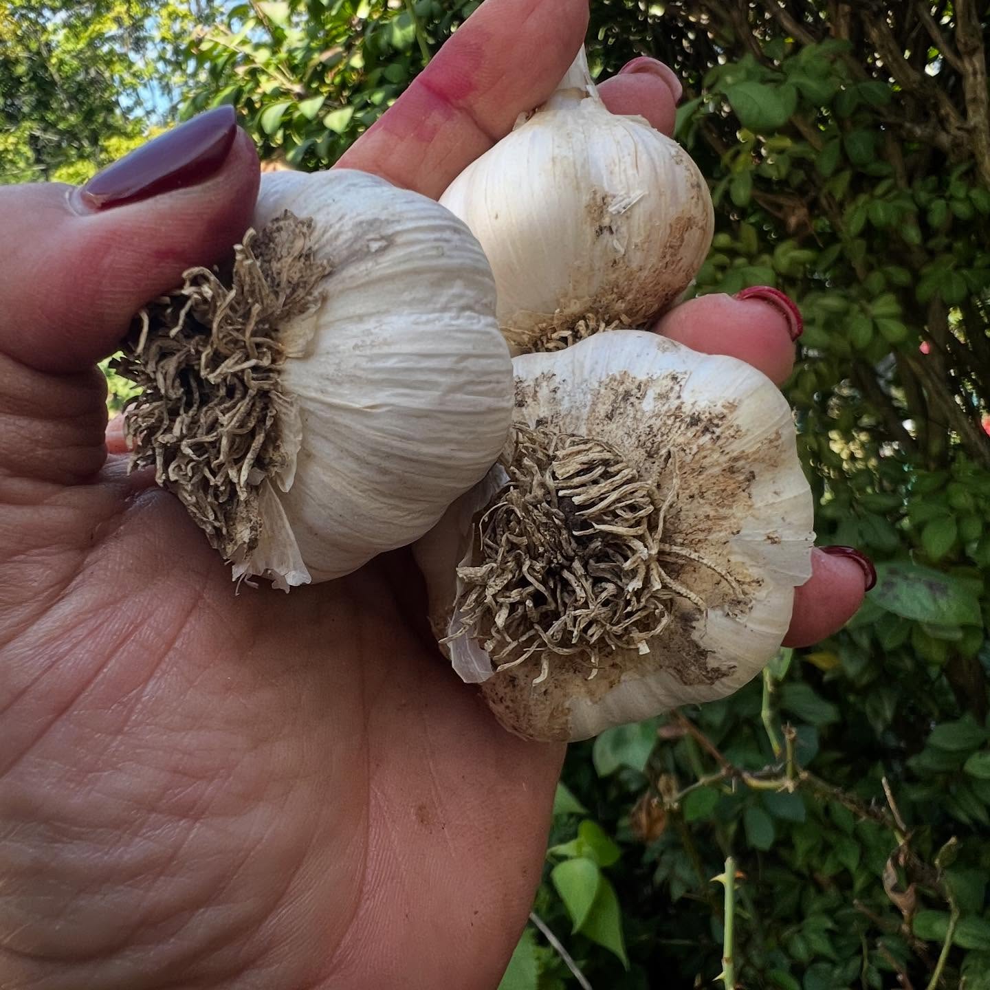 Donna holding fresh garlic from the garden